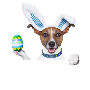 dog dressed up as bunny with easter holding an colorful easter egg