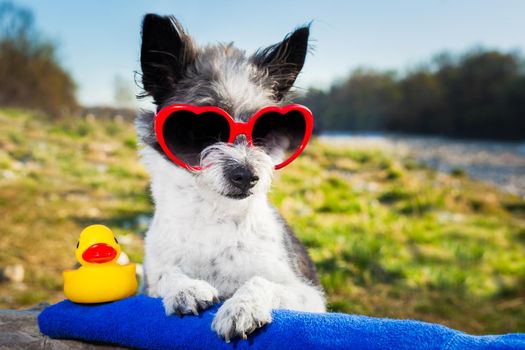 dog with heart sunglasses on a summer vacation day