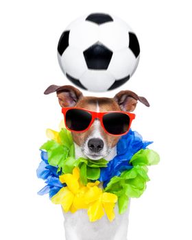 funny  soccer dog with spinning ball over the head