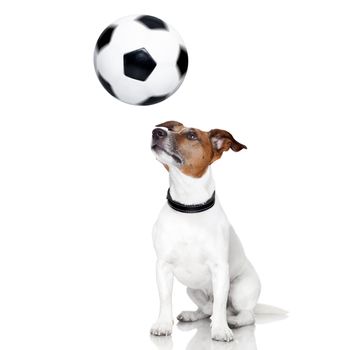 soccer dog with spinning ball over the nose