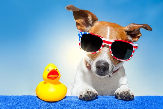 dog sunbathing on ab blue towel with a plastic duck and fancy sunglasses