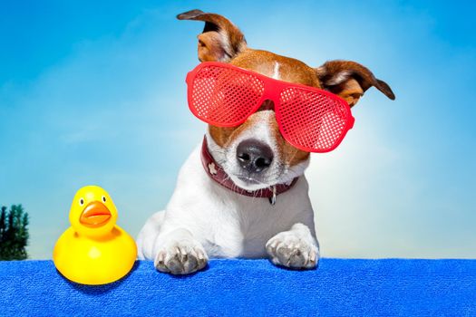 dog sunbathing on ab blue towel with a plastic duck and fancy sunglasses