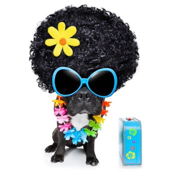hippie dog of the seventies with big afro wig  a yellow flower