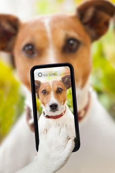 dog taking a selfie with a smartphone