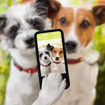 couple of dog taking a selfie together with a smartphone