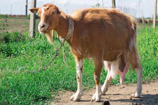 Domestic red goat standing on village road in countryside pasture while feeding on grass