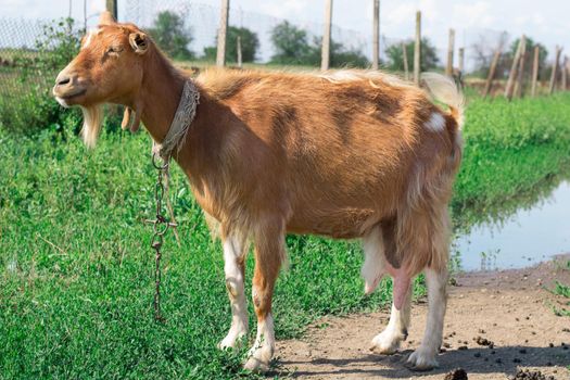 Domestic red goat standing on village countryside pasture land while feeding on grass