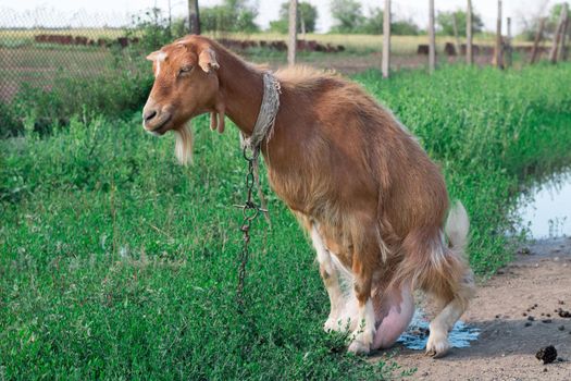Domestic red goat on village road in countryside pasture feeding on grass