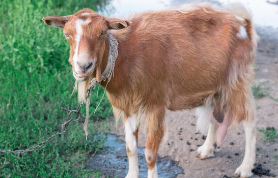 Adult domestic red goat standing on village road in countryside pasture land while feeding on grass