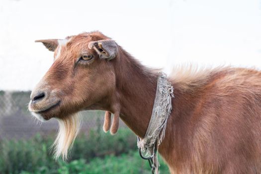 Close-up of adult domestic red goat  smiling at countryside green grass pasture land