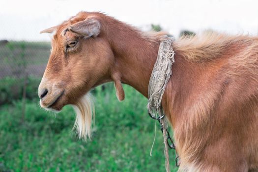 Close-up profile of adult domestic red goat at countryside green grass pasture land