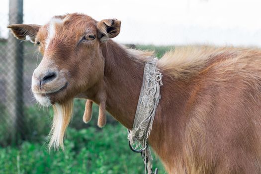 Close-up of adult domestic red goat  smiling at countryside green pasture land