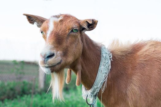Close-up of smiling adult domestic red goat  standing at countryside green pasture
