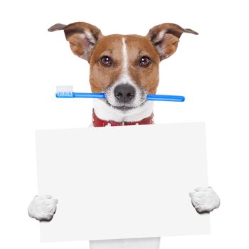 toothbrush dog holding a white blank banner or placard