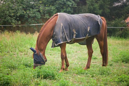 horse in a blanket protected from mosquitoes grazes near the house