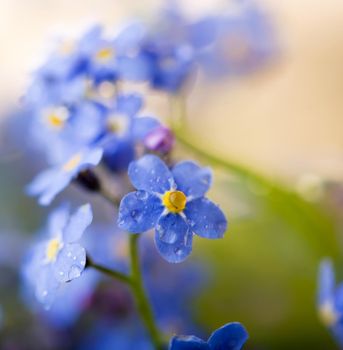 Blue forget-me-nots on a wooden table