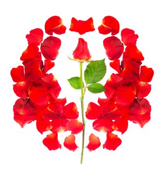 Red rose petals isolated over the white background.