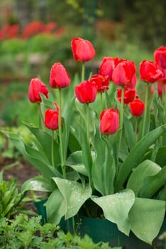 Tulips flowers on a blur background of nature. Spring background