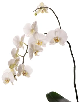 Branch with beautiful tropical orchid flowers on white background