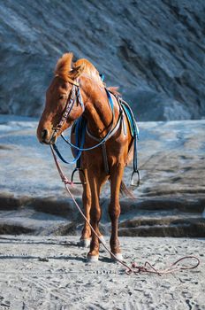 Horse for tourist rent at Mount Bromo volcanoes in Bromo Tengger Semeru National Park in East Java, Indonesia.

