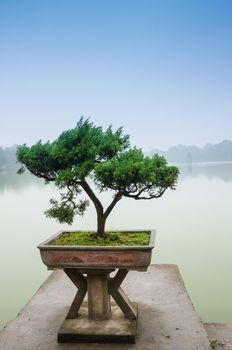 Chinese green bonsai tree
