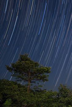 Star trails over big tree in nature forest on mountain at night