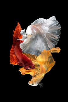 Close up art movement of Betta fish,Siamese fighting fish isolated on black background.Fine art design concept.