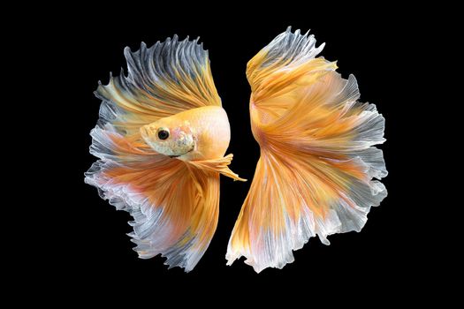 Close up art movement of Betta fish,Siamese fighting fish isolated on black background.Fine art design concept.