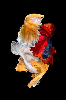 Close up art movement of Betta fish,Siamese fighting fish isolated on black background.Fine art design concept.