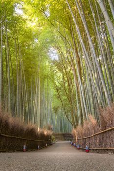 Beautiful nature bamboo forest in autumn season at Arashiyama in Kyoto, Japan.