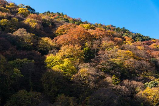 Beautiful nature colourful tree leaves on mountain at Arashiyama in autumn season in Kyoto, Japan. Arashiyama is a one of attraction landmark for tourist in Kyoto, Japan.