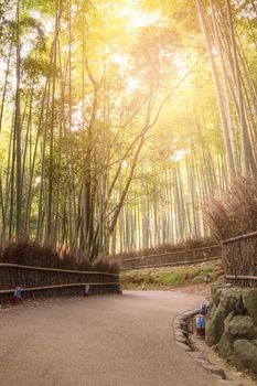 Beautiful nature bamboo forest in autumn season at Arashiyama in Kyoto, Japan.