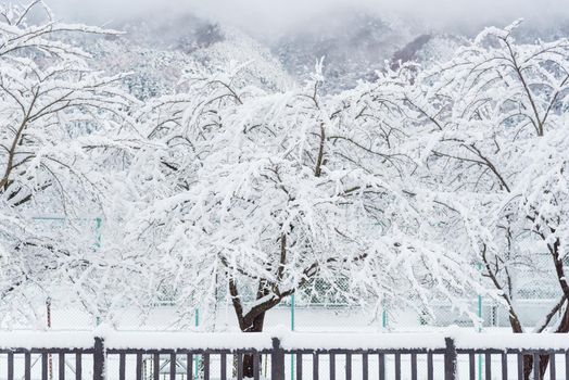 Fresh white snow fall at public park in winter season at Kawaguchiko,Japan