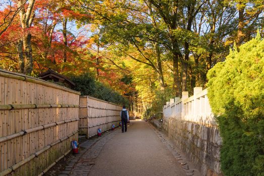 Tourist walking in beautiful nature bamboo forest and maple tree in autumn season at Arashiyama in Kyoto, Japan.