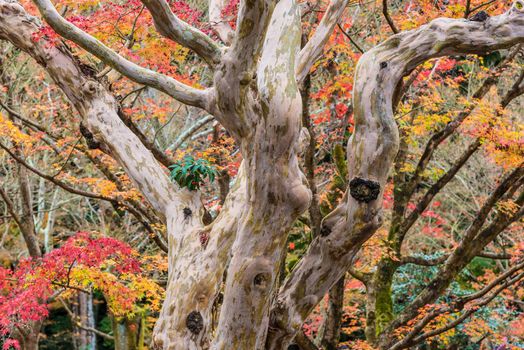 Beautiful nature colourful tree leaves in Japanese zen garden in autumn season at Kyoto,Japan.