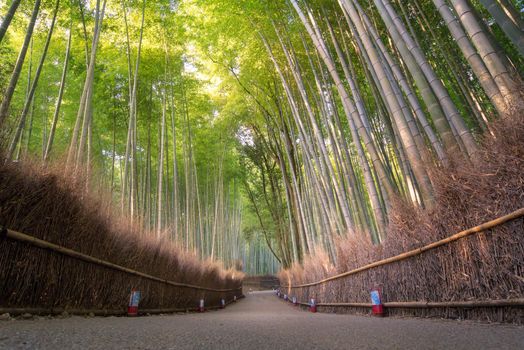 Beautiful nature bamboo forest in autumn season at Arashiyama in Kyoto, Japan.