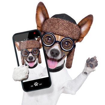 crazy silly dog with funny glasses showing tongue taking selfie