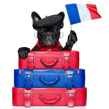 french bulldog waving flag of france with luggage