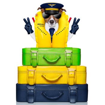 dog  behind of luggage as an airline captain with life vest
