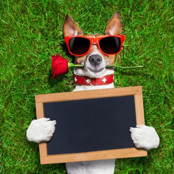 dog with a red rose in his mouth with an blank and empty blackboard or placard