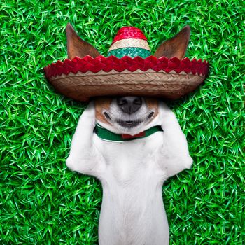 dog taking a siesta on an empty meadow with mexican sombrero  chilling out