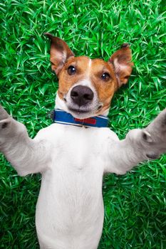dog taking a selfie while lying on grass meadow in park