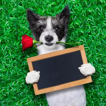 dog with rose in mouth, holding an empty blank blackboard as a banner