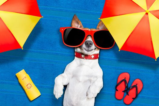 dog lying on towel under shade of umbrella relaxing and chilling out in the summer vacation