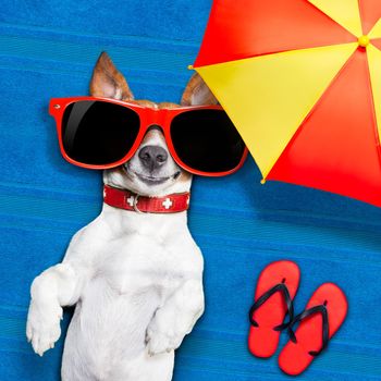 dog lying on towel under shade of umbrella relaxing and chilling out in the summer vacation