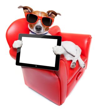 dog holding a blank and empty tablet pc computer  on a red fancy funny sofa , resting and relaxing