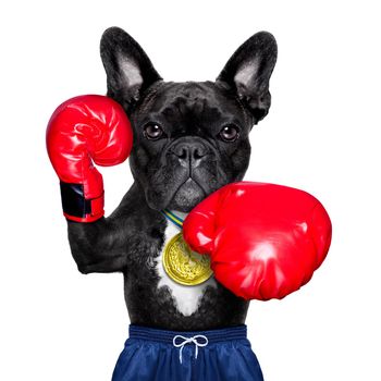 dog as  boxing trainer with gold medal wearing big red  boxing gloves