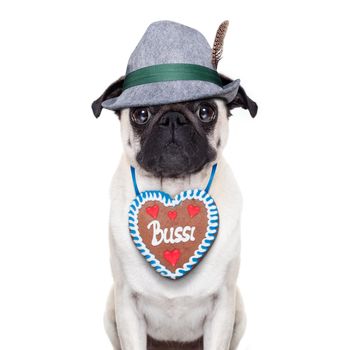 Pug dog dressed up as bavarian with gingerbread as collar