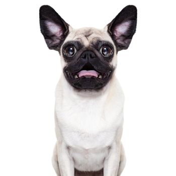 silly crazy  pug dog with very big eyes and ears very surprised and shocked