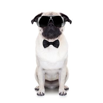 pug dog looking so cool with fancy sunglasses and a black small tie